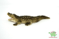Preview: Schleich Krokodil 14378